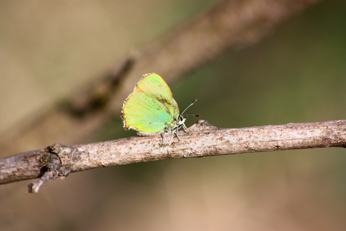 Invasione di Callophrys rubi